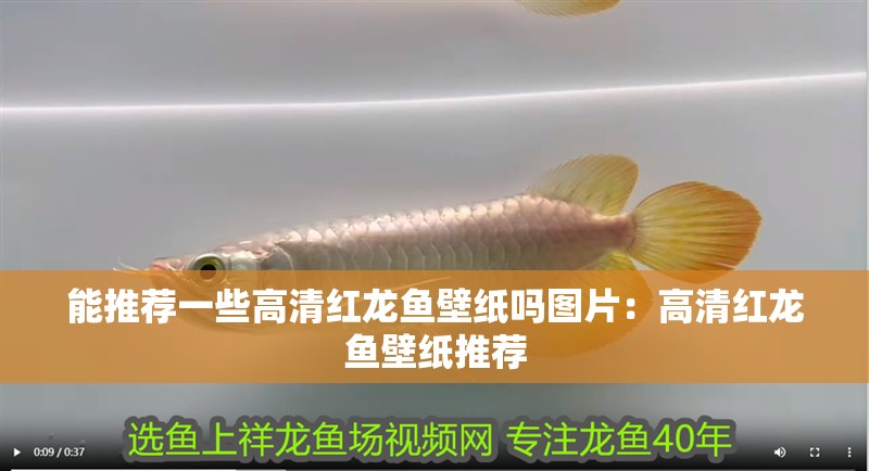 能推薦一些高清紅龍魚壁紙嗎圖片：高清紅龍魚壁紙推薦