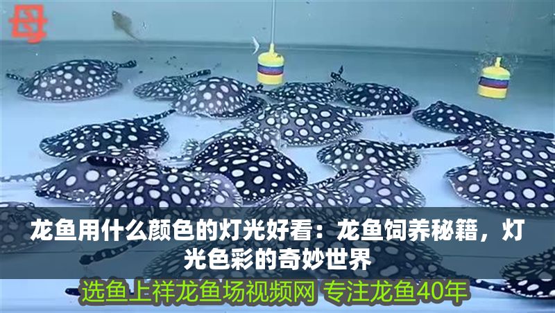 龍魚用什么顏色的燈光好看：龍魚飼養秘籍，燈光色彩的奇妙世界
