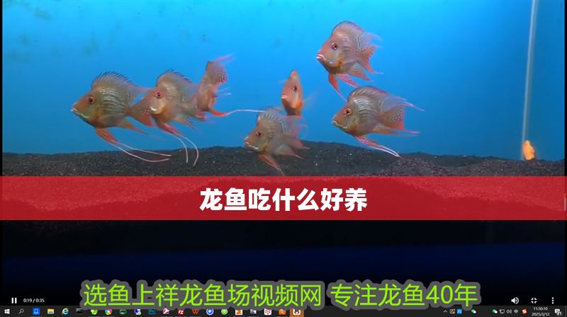 龍魚吃什么好養