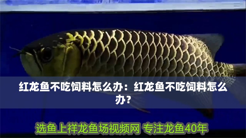 紅龍魚不吃飼料怎么辦：紅龍魚不吃飼料怎么辦？