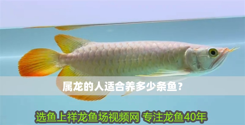 屬龍的人適合養(yǎng)多少條魚？