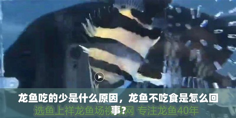 龍魚吃的少是什么原因，龍魚不吃食是怎么回事？