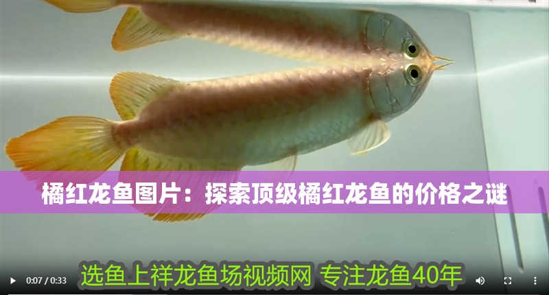 橘紅龍魚圖片：探索頂級橘紅龍魚的價格之謎