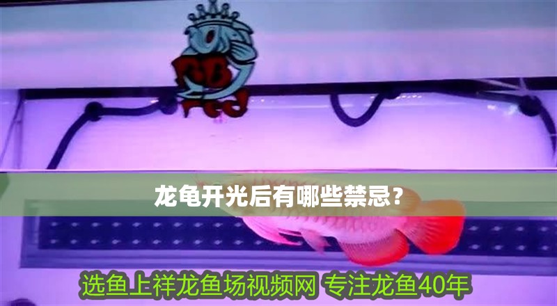 龍龜開光后有哪些禁忌？