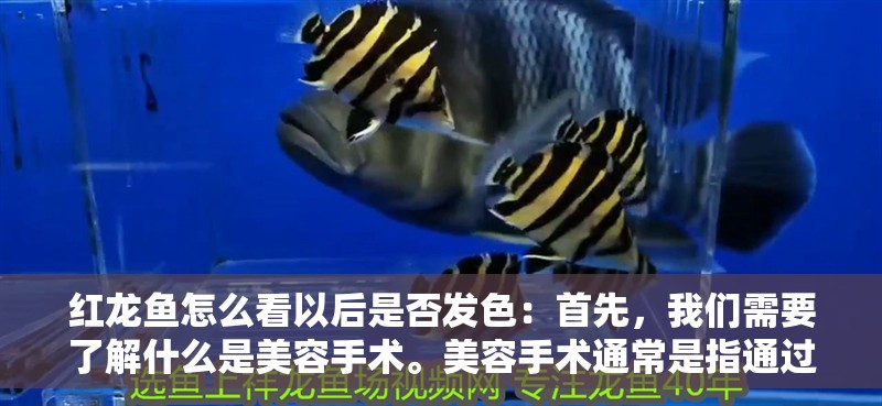 紅龍魚怎么看以后是否發(fā)色：首先，我們需要了解什么是美容手術(shù)。美容手術(shù)通常是指通過外科手段來改善魚類的外觀，使其更加美觀。在紅龍魚的情況下，美容手術(shù)可能包括修復(fù)受損的鱗片、去除多余的鱗片、調(diào)整魚鰭的形狀等
