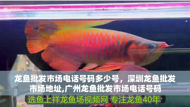 龍魚批發(fā)市場(chǎng)電話號(hào)碼多少號(hào)，深圳龍魚批發(fā)市場(chǎng)地址,廣州龍魚批發(fā)市場(chǎng)電話號(hào)碼