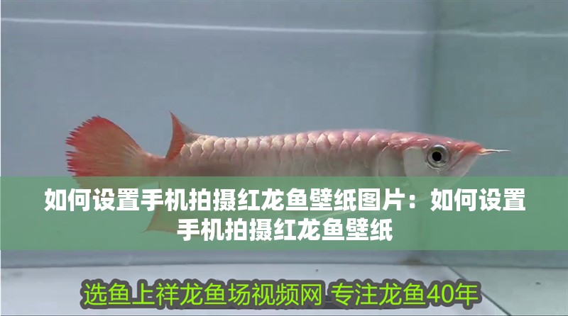 如何設置手機拍攝紅龍魚壁紙圖片：如何設置手機拍攝紅龍魚壁紙