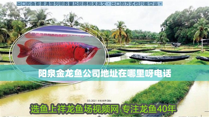 陽泉金龍魚公司地址在哪里呀電話