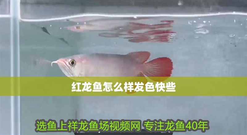 紅龍魚怎么樣發色快些
