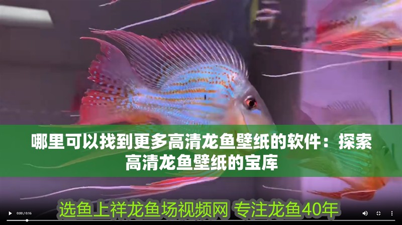 哪里可以找到更多高清龍魚壁紙的軟件：探索高清龍魚壁紙的寶庫