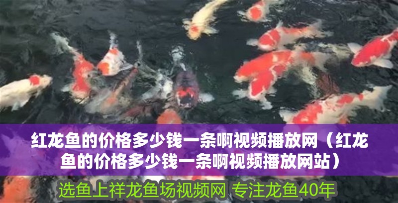 紅龍魚的價(jià)格多少錢一條啊視頻播放網(wǎng)（紅龍魚的價(jià)格多少錢一條啊視頻播放網(wǎng)站）