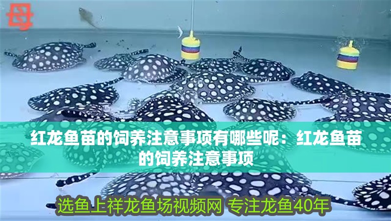 紅龍魚苗的飼養(yǎng)注意事項(xiàng)有哪些呢：紅龍魚苗的飼養(yǎng)注意事項(xiàng)