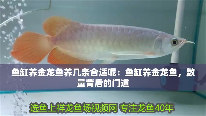 魚缸養金龍魚養幾條合適呢：魚缸養金龍魚，數量背后的門道