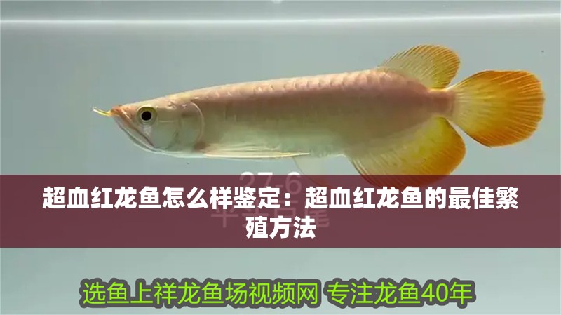超血紅龍魚怎么樣鑒定：超血紅龍魚的最佳繁殖方法