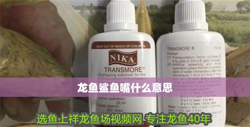 金龍魚和鯽魚一起養