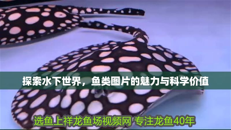 探索水下世界，魚類圖片的魅力與科學(xué)價(jià)值