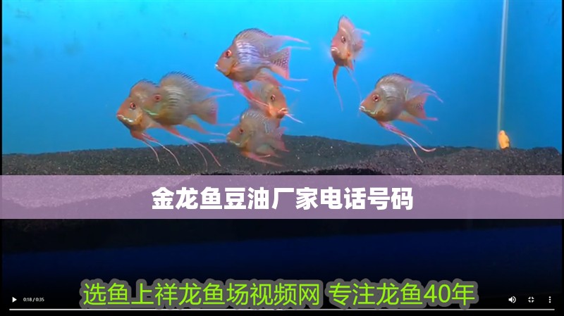 金龍魚豆油廠家電話號碼