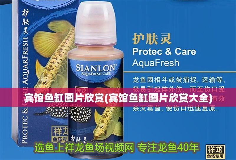 賓館魚缸圖片欣賞(賓館魚缸圖片欣賞大全)