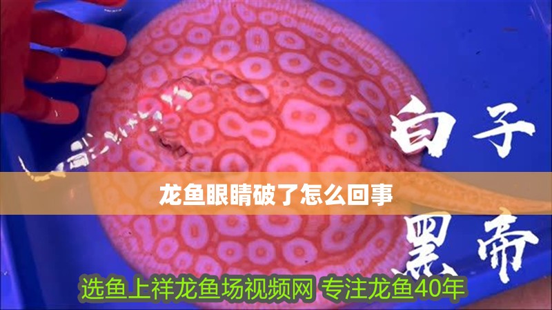 龍魚眼睛破了怎么回事
