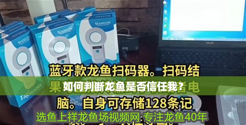 如何判斷龍魚是否信任我？