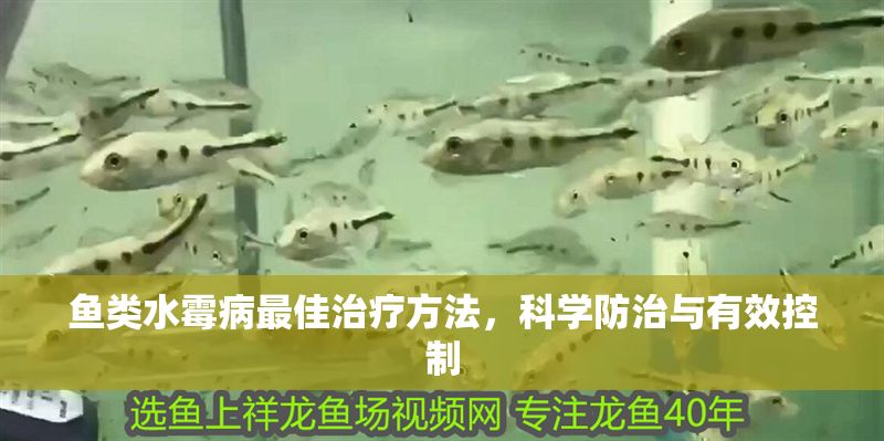 魚類水霉病最佳治療方法，科學防治與有效控制