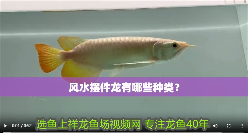 風(fēng)水?dāng)[件龍有哪些種類？