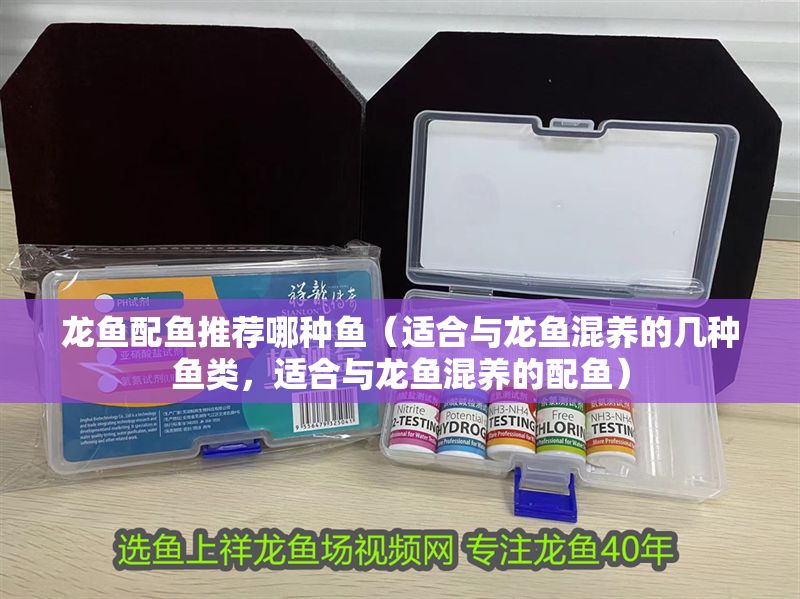 龍魚配魚推薦哪種魚（適合與龍魚混養(yǎng)的幾種魚類，適合與龍魚混養(yǎng)的配魚）