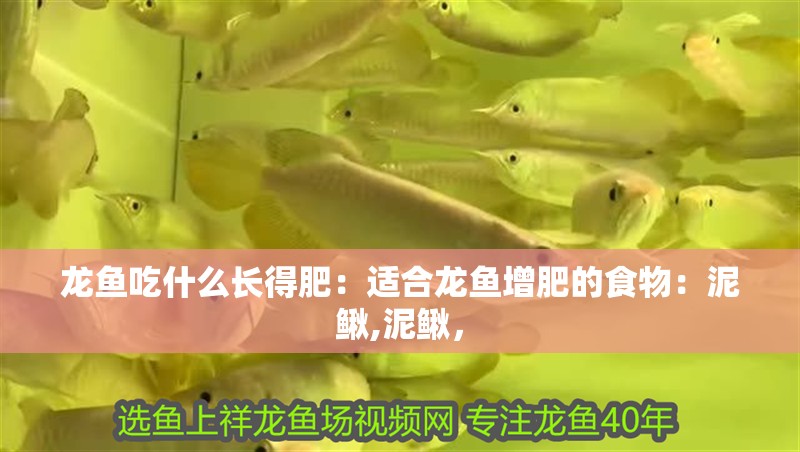龍魚吃什么長得肥：適合龍魚增肥的食物：泥鰍,泥鰍，