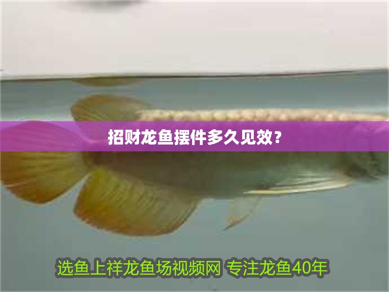招財(cái)龍魚(yú)擺件多久見(jiàn)效？