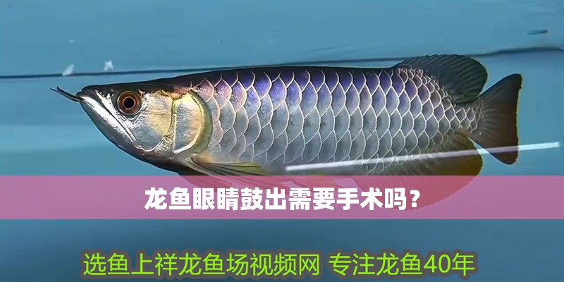 龍魚眼睛鼓出需要手術(shù)嗎？
