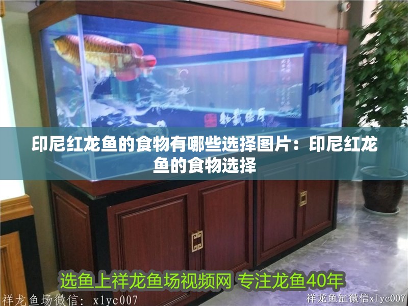 印尼紅龍魚(yú)的食物有哪些選擇圖片：印尼紅龍魚(yú)的食物選擇