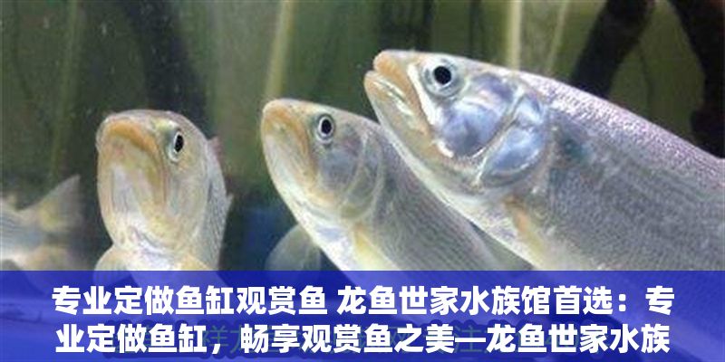 專業(yè)定做魚缸觀賞魚 龍魚世家水族館首選：專業(yè)定做魚缸，暢享觀賞魚之美—龍魚世家水族館讓您放心之選