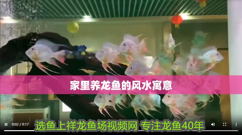 家里養龍魚的風水寓意