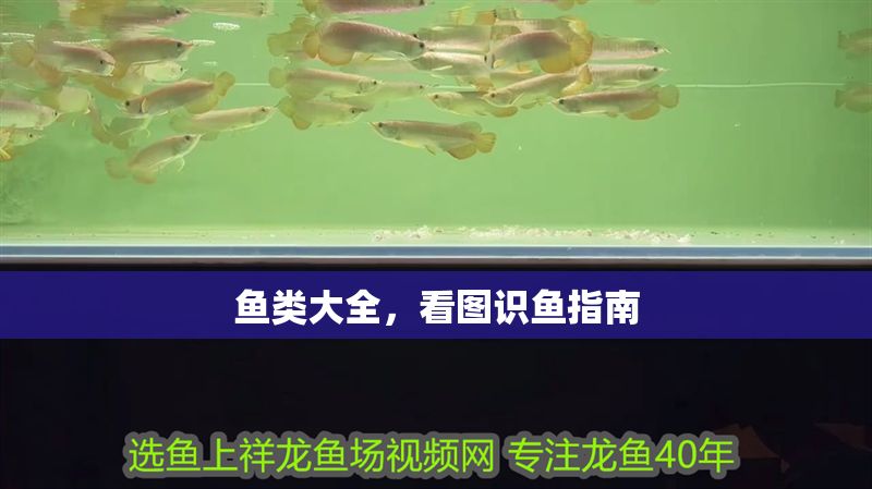 魚類大全，看圖識魚指南