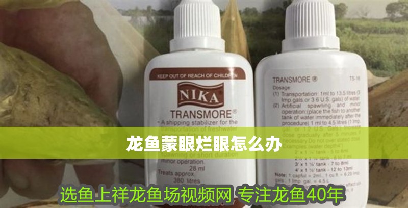 龍魚蒙眼爛眼怎么辦