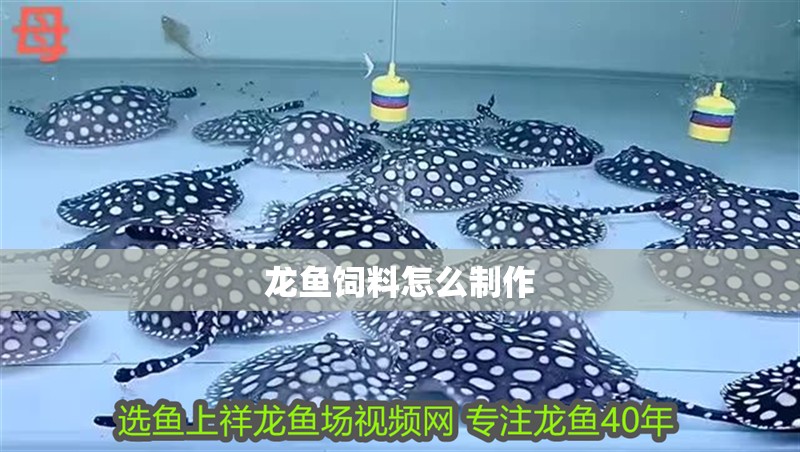 龍魚飼料怎么制作