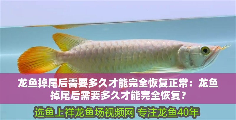 龍魚掉尾后需要多久才能完全恢復正常：龍魚掉尾后需要多久才能完全恢復？