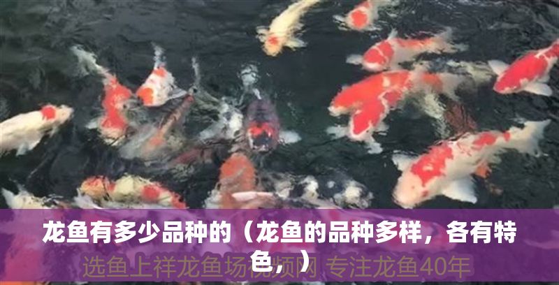 龍魚有多少品種的（龍魚的品種多樣，各有特色，）