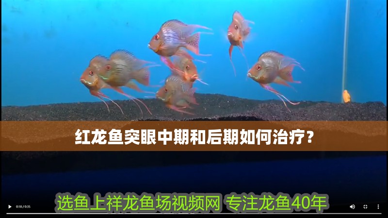 紅龍魚突眼中期和后期如何治療？