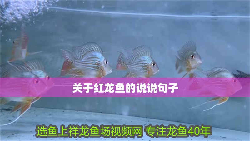關于紅龍魚的說說句子