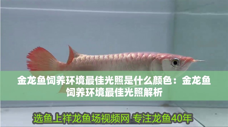 金龍魚飼養環境最佳光照是什么顏色：金龍魚飼養環境最佳光照解析