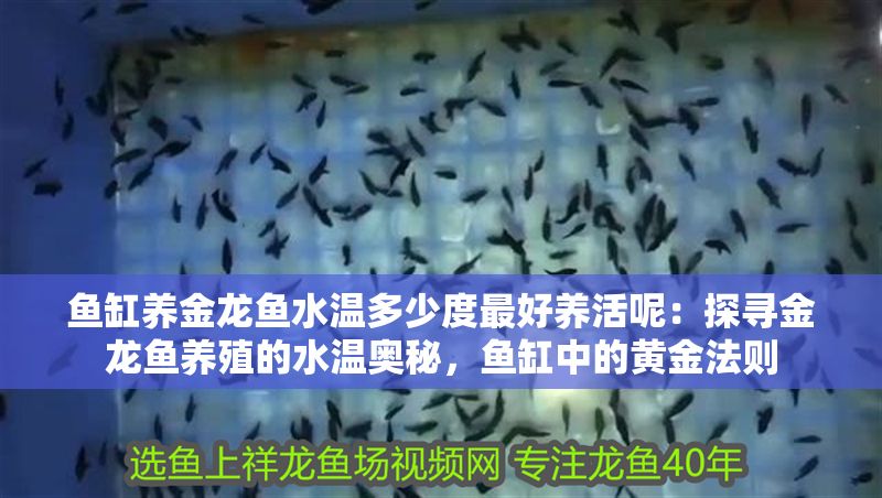 魚缸養金龍魚水溫多少度最好養活呢：探尋金龍魚養殖的水溫奧秘，魚缸中的黃金法則