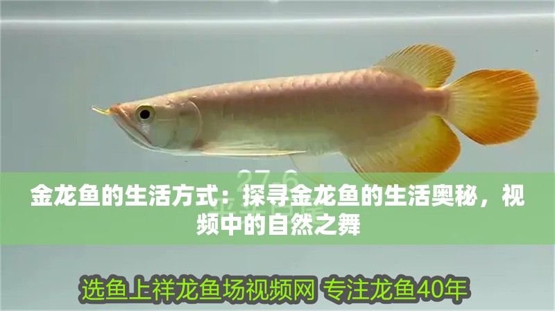 金龍魚的生活方式：探尋金龍魚的生活?yuàn)W秘，視頻中的自然之舞