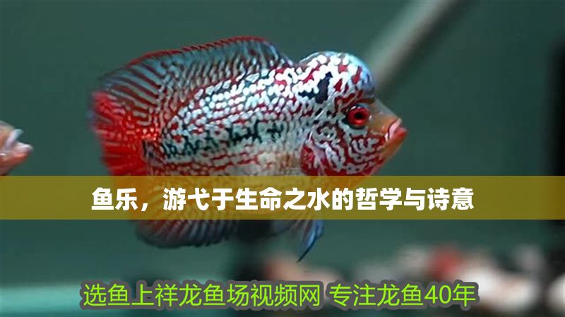 魚樂，游弋于生命之水的哲學與詩意