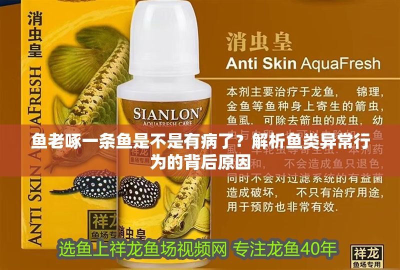 魚老啄一條魚是不是有病了？解析魚類異常行為的背后原因