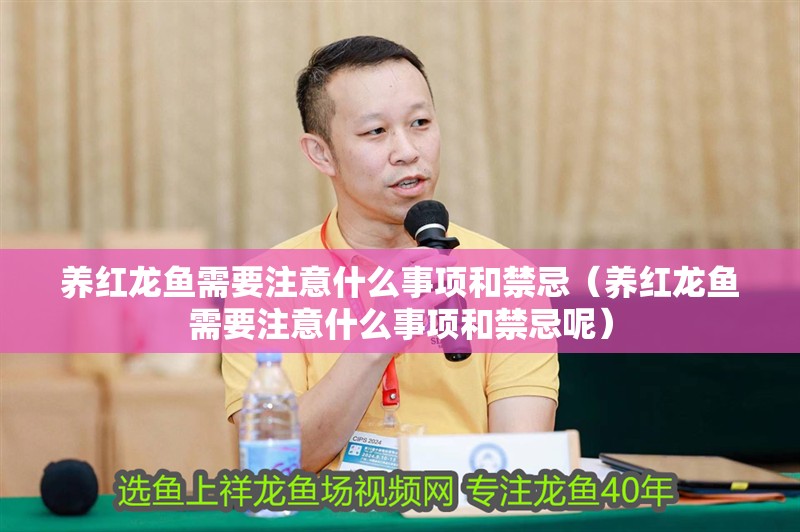 養(yǎng)紅龍魚需要注意什么事項和禁忌（養(yǎng)紅龍魚需要注意什么事項和禁忌呢）
