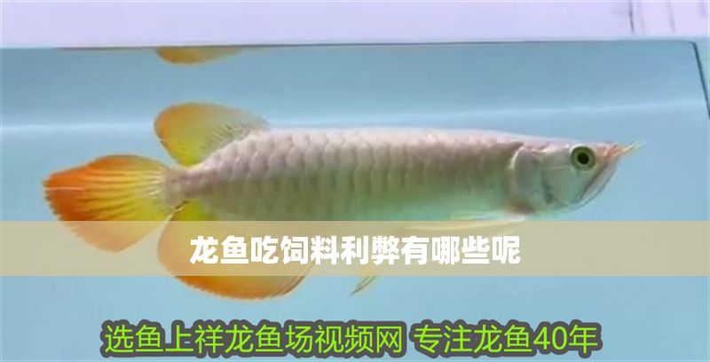 龍魚(yú)吃飼料利弊有哪些呢
