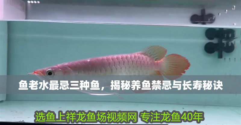 魚老水最忌三種魚，揭秘養魚禁忌與長壽秘訣