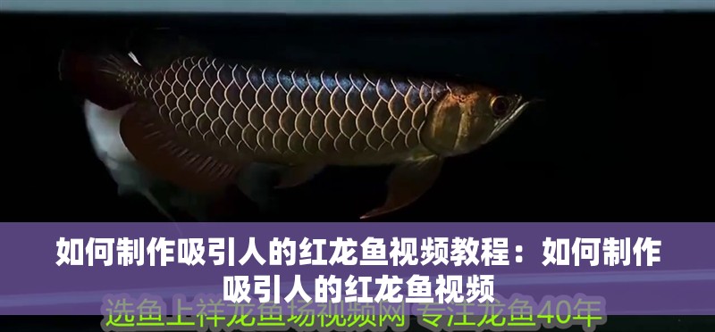 如何制作吸引人的紅龍魚視頻教程：如何制作吸引人的紅龍魚視頻