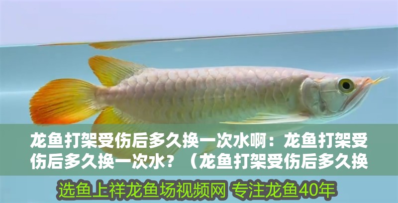 龍魚(yú)打架受傷后多久換一次水啊：龍魚(yú)打架受傷后多久換一次水？（龍魚(yú)打架受傷后多久換一次水）